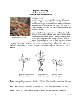 Japanese Barberry Berberis Thunbergii DC
