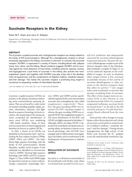 Succinate Receptors in the Kidney