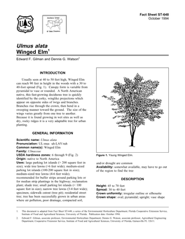 Ulmus Alata Winged Elm1 Edward F