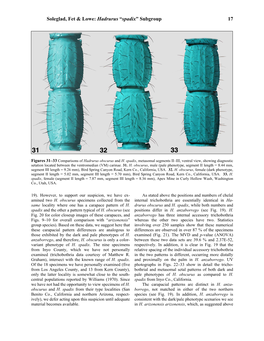 Soleglad, Fet & Lowe: Hadrurus “Spadix” Subgroup 17