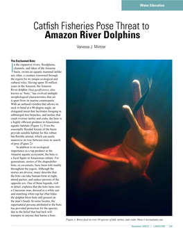 Catfish Fisheries Pose Threat to Amazon River Dolphins