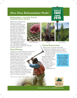 How Does Reforestation Work?