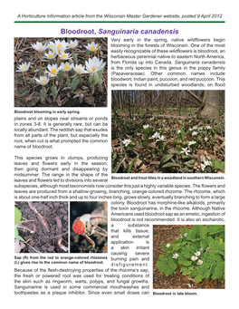 Bloodroot, Sanguinaria Canadensis Very Early in the Spring, Native Wildﬂ Owers Begin Blooming in the Forests of Wisconsin