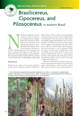 Brasilicereus, Cipocereus, and Pilosocereus in Eastern Brazil