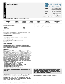 BRF1/2 Antibody A