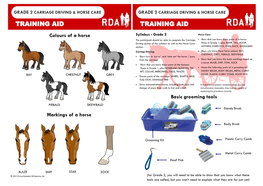 Grade 2 Carriage Driving & Horse Care