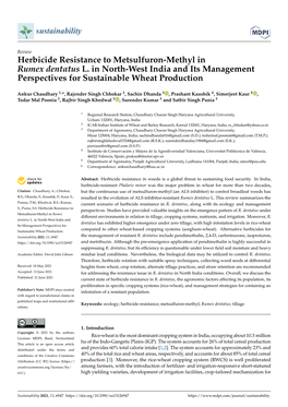 Herbicide Resistance to Metsulfuron-Methyl in Rumex Dentatus L