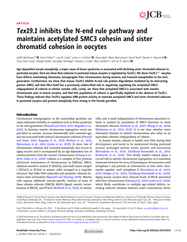 Tex19.1 Inhibits the N-End Rule Pathway and Maintains Acetylated SMC3 Cohesin and Sister Chromatid Cohesion in Oocytes