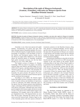 Description of the Male of Mangora Brokopondo (Araneae, Araneidae), with Notes on Mangora Species from Brazilian Oriental Amazon