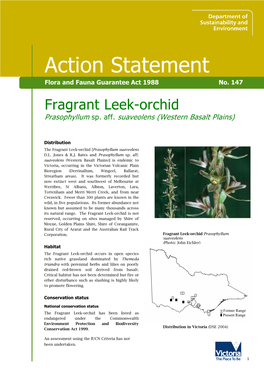 Fragrant Leek-Orchid Prasophyllum Sp