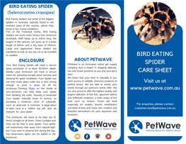 Bird Eating Spider | Care Sheet