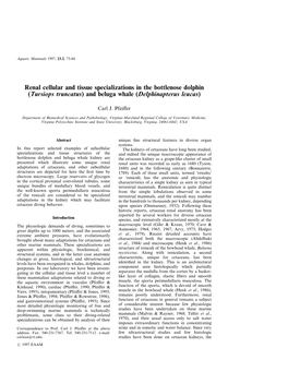 Renal Cellular and Tissue Specializations in the Bottlenose Dolphin (Tursiops Truncatus) and Beluga Whale (Delphinapterus Leucas)