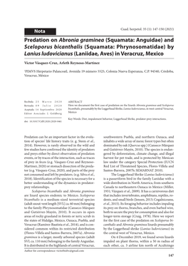 Predation on Abronia Graminea (Squamata: Anguidae) and Sceloporus Bicanthalis (Squamata: Phrynosomatidae) by Lanius Ludovicianus (Laniidae, Aves) in Veracruz, Mexico