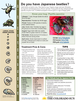 Do You Have Japanese Beetles? Japanese Have You Do Plants, Some 300 and Creeper Virginia on Roses, Feed They to Miss