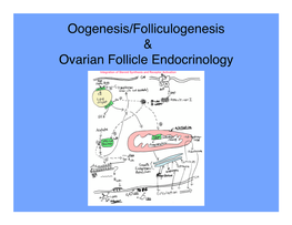 Oogenesis/Folliculogenesis Ovarian Follicle Endocrinology