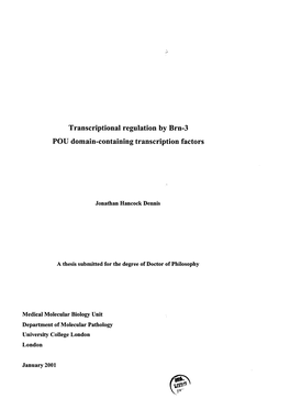 Transcriptional Regulation by Brn-3 POU Domain-Containing Transcription Factors