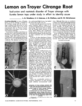 Lemon on Troyer Citrange Root Bud-Union and Rootstock Disorder of Troyer Citrange with Eureka Lemon Tops Under Study in Effort to Identify Cause