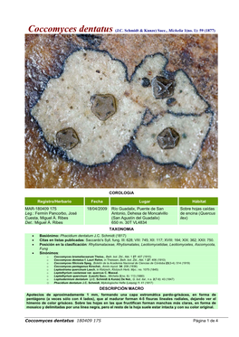 Coccomyces Dentatus (J.C