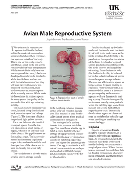 ASC-199: Avian Male Reproductive System