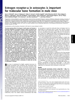 Estrogen Receptor-Α in Osteocytes Is Important for Trabecular Bone Formation in Male Mice