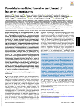 Peroxidasin-Mediated Bromine Enrichment of Basement Membranes