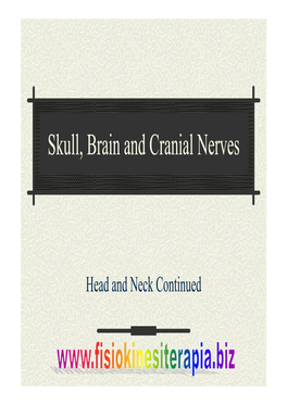 Skull, Brain and Cranial Nerves