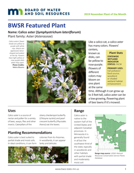 BWSR Featured Plant: Calico Aster