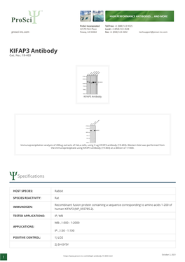 KIFAP3 Antibody Cat
