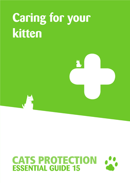 Caring for Your Kitten