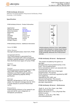 PYGB Antibody (N-Term) Affinity Purified Rabbit Polyclonal Antibody (Pab) Catalog # Ap13699a