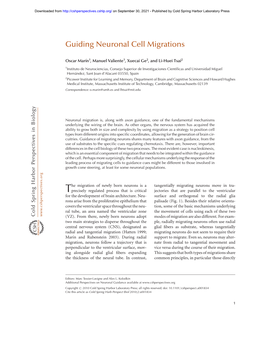 Guiding Neuronal Cell Migrations