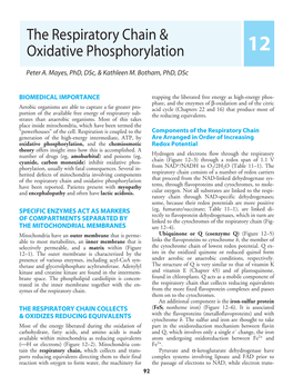 The Respiratory Chain & Oxidative Phosphorylation