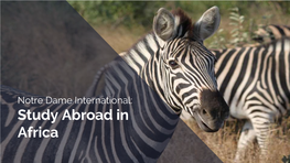 Notre Dame International: Study Abroad in Africa HELLO! Laura Stipic Associate Director of Study Abroad