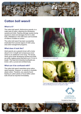 Cotton Boll Weevil