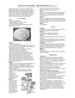 Spiraea X Bumalda