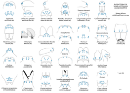 Eye Patterns of Some Australian Araneomorphs
