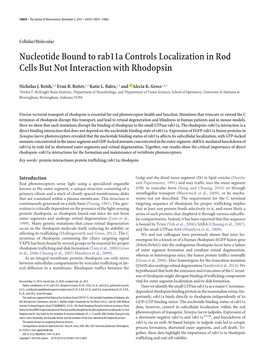 Nucleotide Bound to Rab11a Controls Localization in Rod Cells but Not Interaction with Rhodopsin