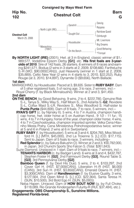 Chestnut Colt Barn G Hip No