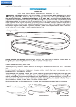 Nettastomatidae 751