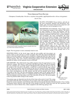 Oncideres Cingulata (Twig Girdler,) and Elaphidionoides Villosus (Twig Pruner) by Eric Day