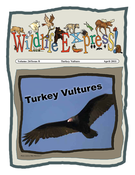 Turkey Vultures