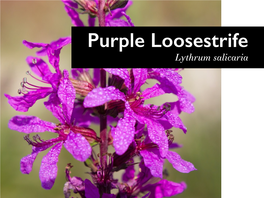 Purple Loosestrife V. Look-Alikes