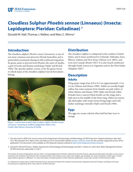 Cloudless Sulphur Phoebis Sennae (Linnaeus) (Insecta: Lepidoptera: Pieridae: Coliadinae) 1 Donald W