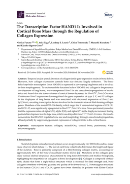 The Transcription Factor HAND1 Is Involved in Cortical Bone Mass Through the Regulation of Collagen Expression