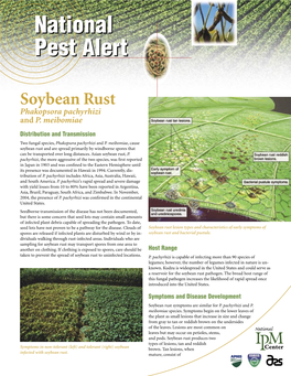 Soybean Rust Phakopsora Pachyrhizi and P