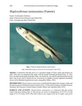 Hoplerythrinus Unitaeniatus (Yarrow)