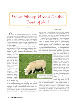 What Sheep Breed Is the Best of All?