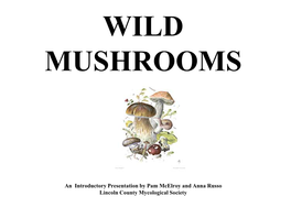 Amanita Muscaria (“Fly Agaric”)