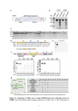 Figure S1. Targeting of FMR1 Exon 3 Using CRISPR-Cas9 and Verification of Loss of FMRP