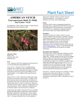 American Vetch Plant Fact Sheet